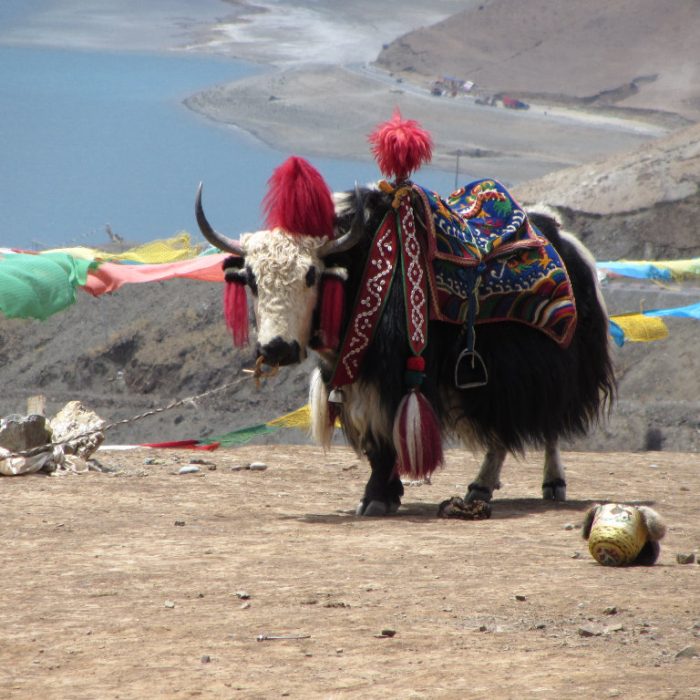 Tibet 2012 0782