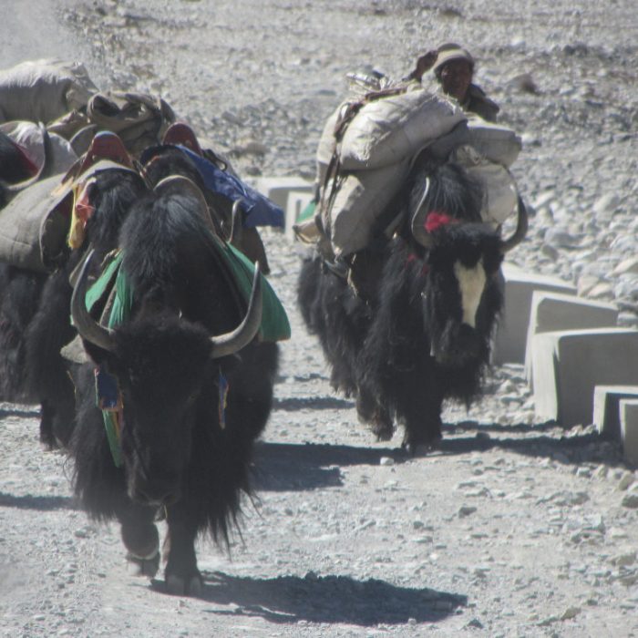 Tibet 2012 1241