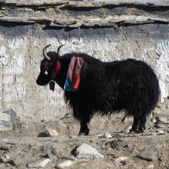 Tibet 2012 1326